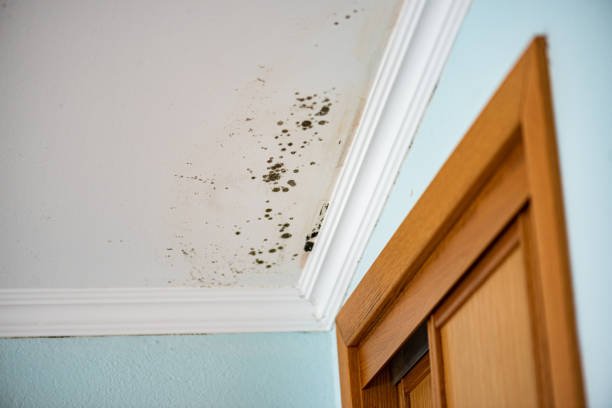 Best Home Mold Removal  in Pike Creek Valley, DE