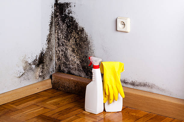 Best Emergency Mold Removal  in Pike Creek Valley, DE