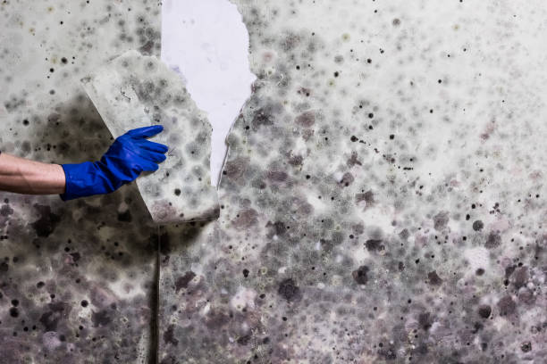 Best Local Mold Removal Service  in Pike Creek Valley, DE